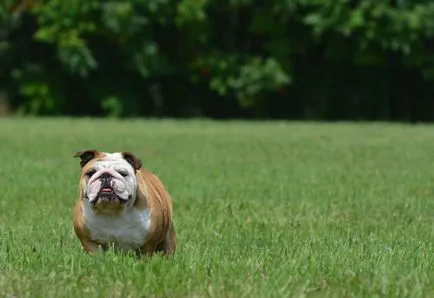 English Bulldog Englez Bulldog fotografie