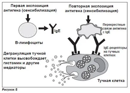 Antihistaminicele în fonduri de astm pentru copii și adulți