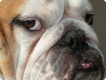 buldog engleză, fotografii Bulldog