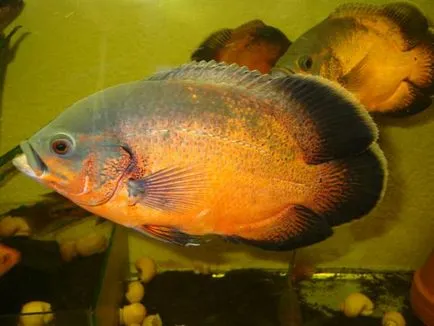 съдържание Astronotus в аквариума