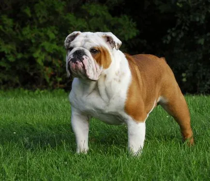 English Bulldog Englez Bulldog fotografie