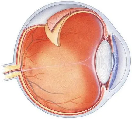 спомагателни апарат на структурата на окото и функциите