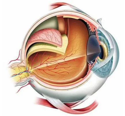 спомагателни апарат на структурата на окото и функциите