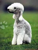 Bedlington Terrier, a helyszínen a kutyák