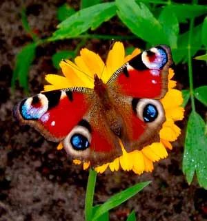 Peacock fluture, un păun noapte mare, animale