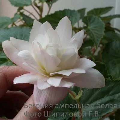 Begonia atârnare Downing acasă