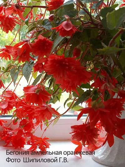 Begonia hang-Downing otthon