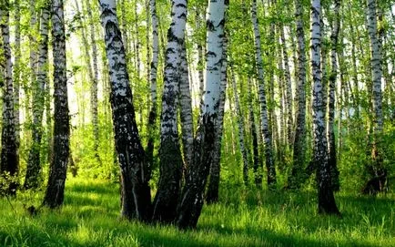 Birch - a jellemvonások nyírfa, alkalmazás, érdekes tények