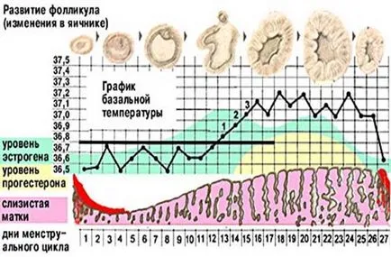 Основна температура по време на бременност и в нормалния график, дешифриране