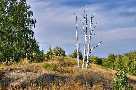 Birch - a jellemvonások nyírfa, alkalmazás, érdekes tények