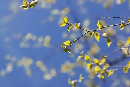 Birch - a jellemvonások nyírfa, alkalmazás, érdekes tények