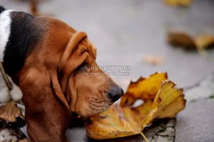 Descriere Basset, fotografii si preturi