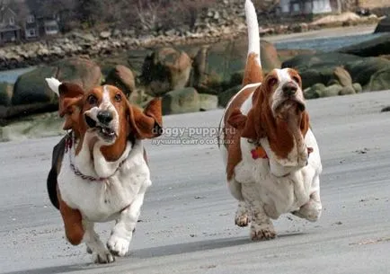 Descriere Basset, fotografii si preturi