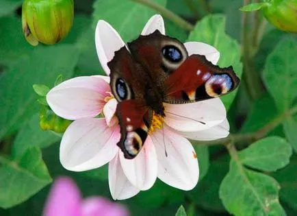 Butterfly páva, a nagy éjszakai páva, állatok