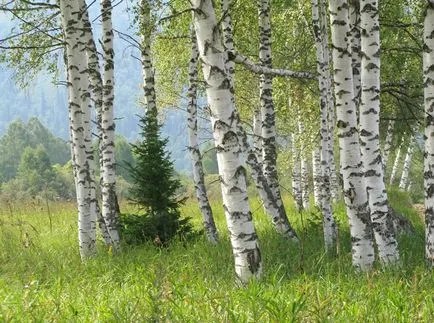 Birch - színes, fotó, struktúra, tulajdonságok és alkalmazások