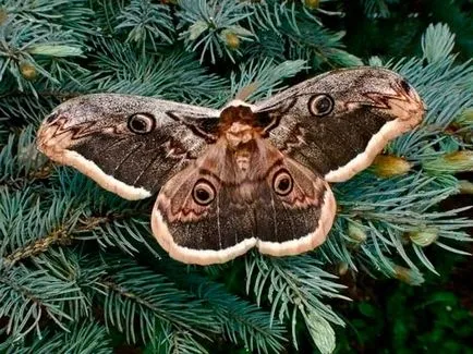 Peacock fluture, un păun noapte mare, animale