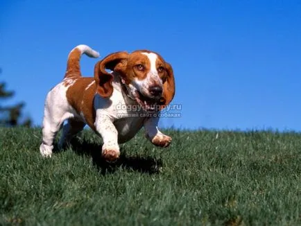 Descriere Basset, fotografii si preturi