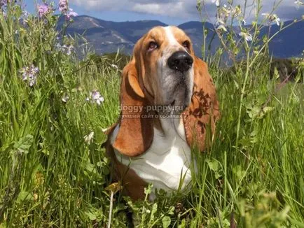 Descriere Basset, fotografii si preturi