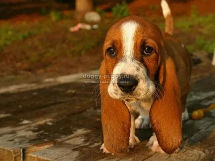 Descriere Basset, fotografii si preturi