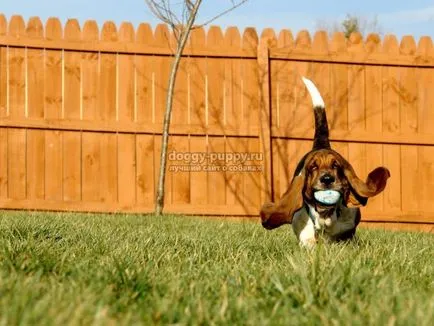 Descriere Basset, fotografii si preturi