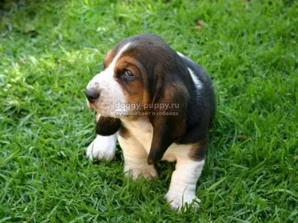 Descriere Basset, fotografii si preturi