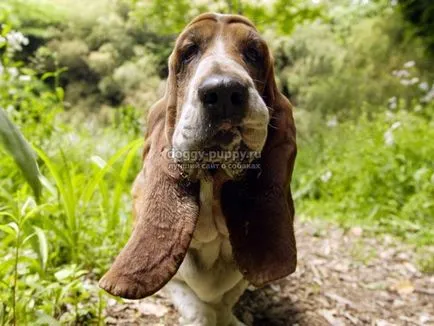 Descriere Basset, fotografii si preturi