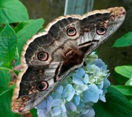 Butterfly páva, a nagy éjszakai páva, állatok