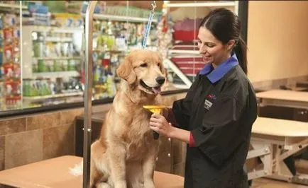 Pet Shop üzleti terv számításai hogy dolgozzon ki egy stratégiát, az üzleti