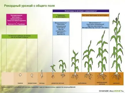 Üzleti ötlet növekvő kukorica