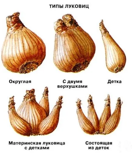 Нарциси засаждане, отглеждане, грижа, снимка, изберете целева