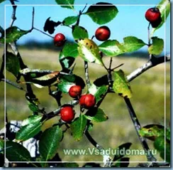 Hawthorn termesztés területén és hasznos tulajdonságokkal, a helyszínen a kertben, ház és a szobanövények