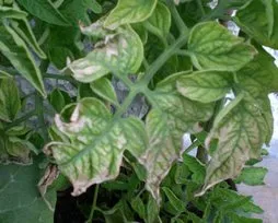 Boli ale tratamentului de tomate răsad de tomate fotografie