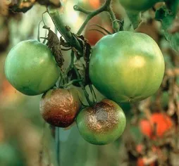 Boli ale tratamentului de tomate răsad de tomate fotografie