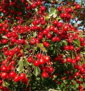 Hawthorn ellátások, a használata