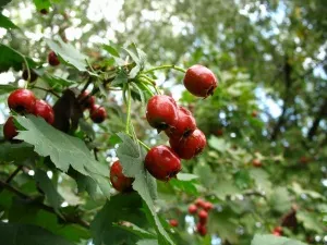 Hawthorn ellátások, a használata