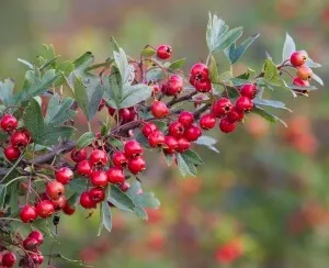 Hawthorn ellátások, a használata