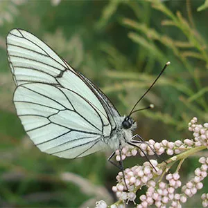 Бяла овощна пеперуда - мерки за борба с снимки, видео, любимата ми лятна резиденция