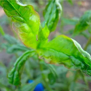 Phlox-betegség és a kezelés folyamata képekkel, mint évelő Phlox tavasszal