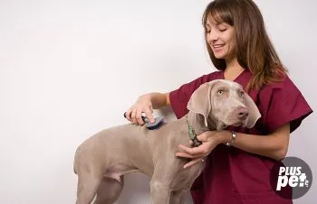 Бълхи при кучета симптоми, лечение, превенция - - животински породи кучета, котки, риби,