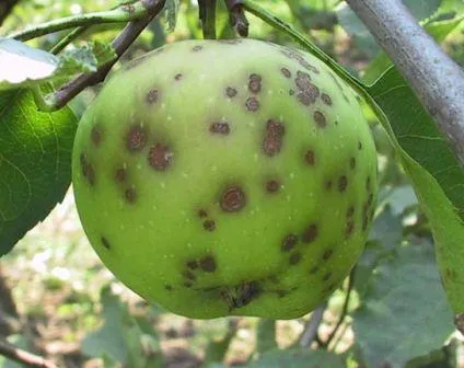 Betegségek almafák és ellenőrzési fotó, leírás, farmer nélkül a szóváltás