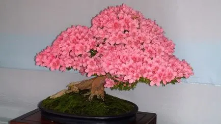 azálea bonsai