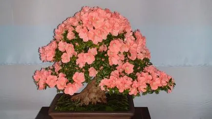 azálea bonsai