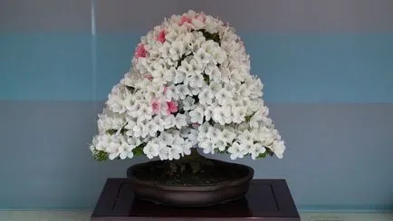 azálea bonsai