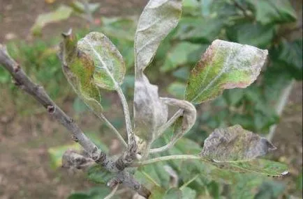 Bolile de meri și fotografiile lor de control, descriere, agricultor fără complicații