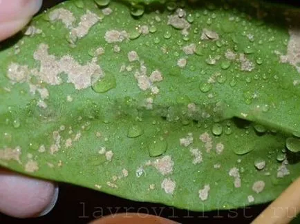 Заболявания на дървото лавров - дафинов лист