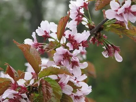 Grădina Botanică din București