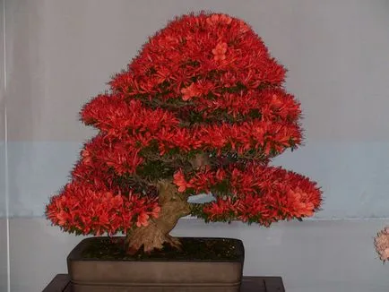 azálea bonsai