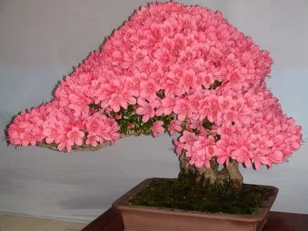 azálea bonsai