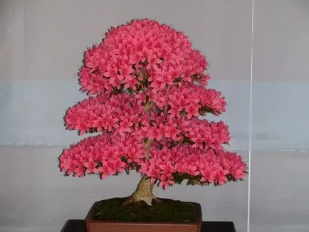 azálea bonsai