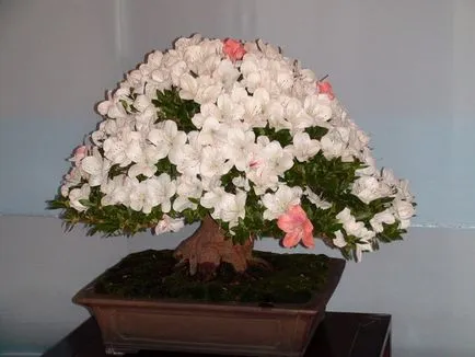 azálea bonsai